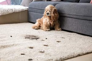 Fort Worth Carpet Cleaning (10)